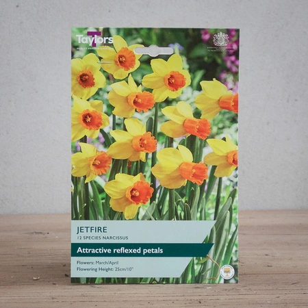 Narcissi Jetfire