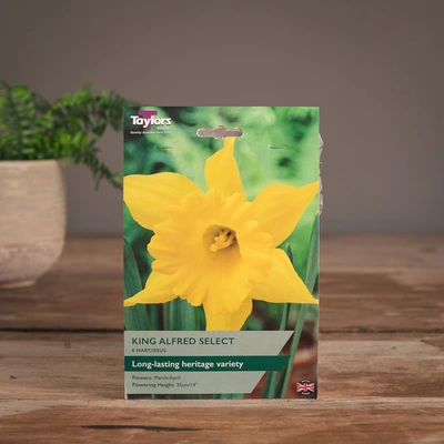 Narcissi King Alfred Select