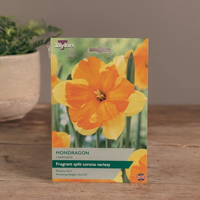 Narcissi Mondragon