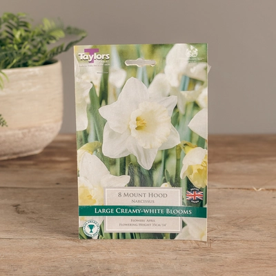 Narcissi Mount Hood