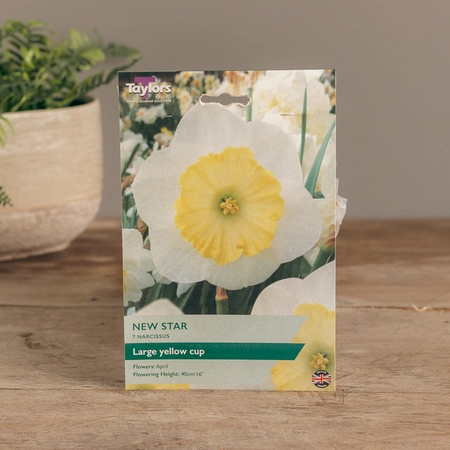 Narcissi New Star