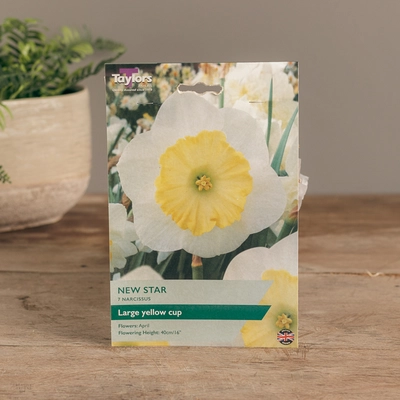 Narcissi New Star