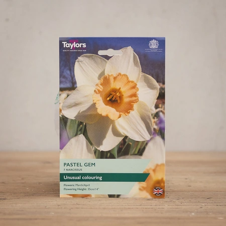 Narcissi Pastel Gem