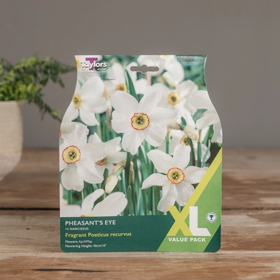 Narcissi Pheasant's Eye