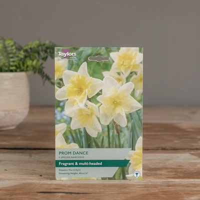 Narcissi Prom Dance