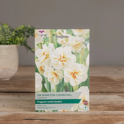 Narcissi Sir Winston Churchill