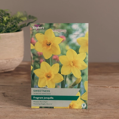 Narcissi Sweetness