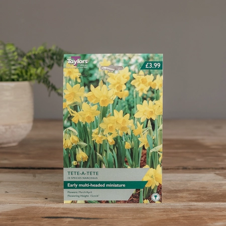 Narcissi Tete A Tete X 10