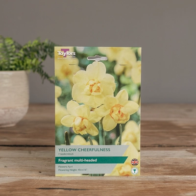 Narcissi Yellow Cheerfulness
