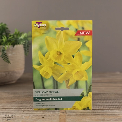 Narcissi Yellow Ocean