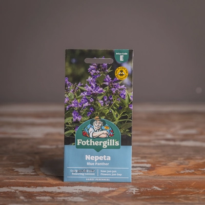 Nepeta Blue Panther - image 1