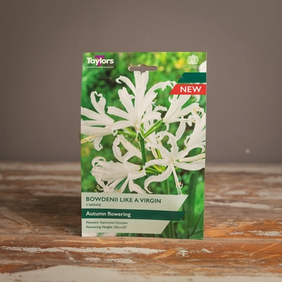 Nerine Bowdenii Like A Virgin