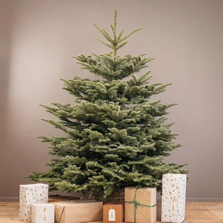 Noble Fir Real Christmas Tree