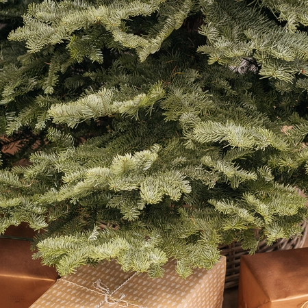 Noble Fir Real Christmas Tree