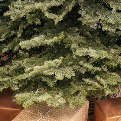 Noble Fir Real Christmas Tree