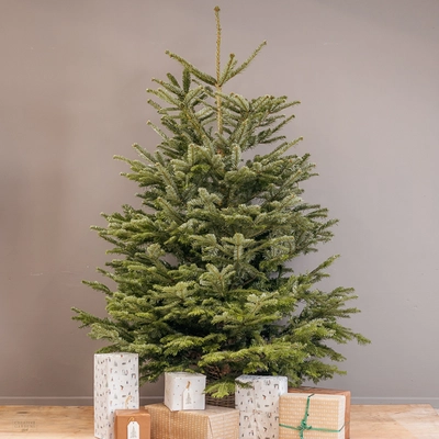 Nordmann Fir Real Christmas Tree