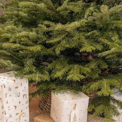 Nordmann Fir Real Christmas Tree