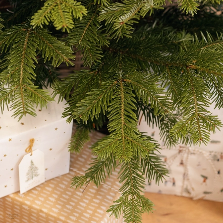 Nordmann Fir Real Christmas Tree