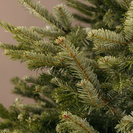 Nordmann Fir Real Christmas Tree