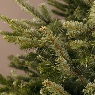 Nordmann Fir Real Christmas Tree