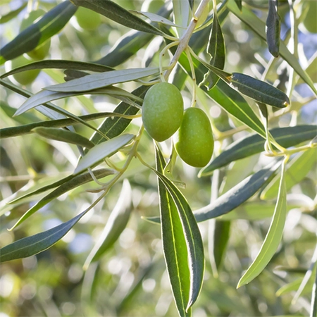 Olive 120cm Standard
