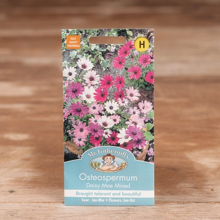 Osteospermum Daisy Mae Mix - image 1