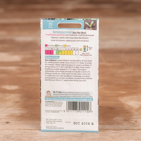 Osteospermum Daisy Mae Mix - image 2