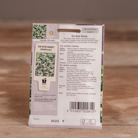 Ox-Eye Daisy - image 2