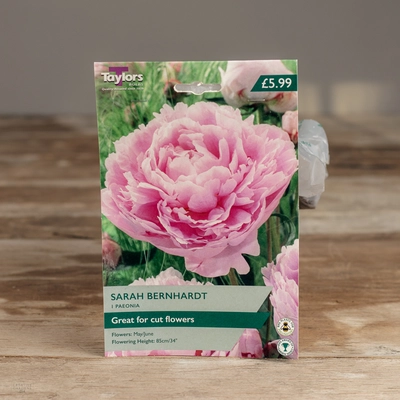 Paeonia Sarah Bernhardt