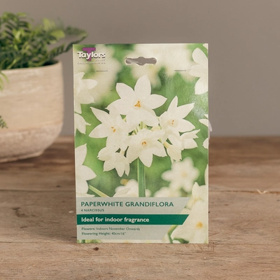 Paperwhite Grandiflora