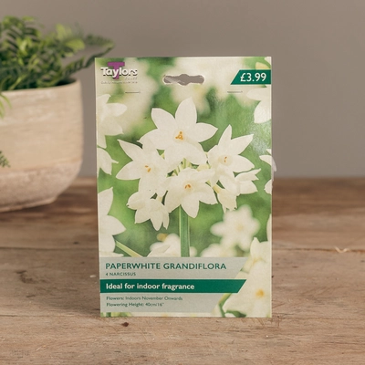 Paperwhite Grandiflora