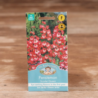 Penstemon Scarlet Queen - image 1