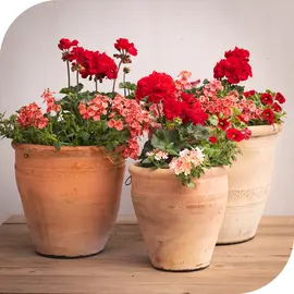 Planted Containers