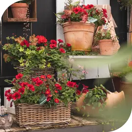 Pots & Baskets