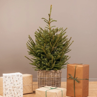 Potted Real Christmas Tree