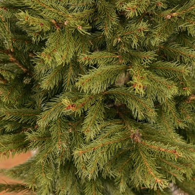 Potted Real Christmas Tree