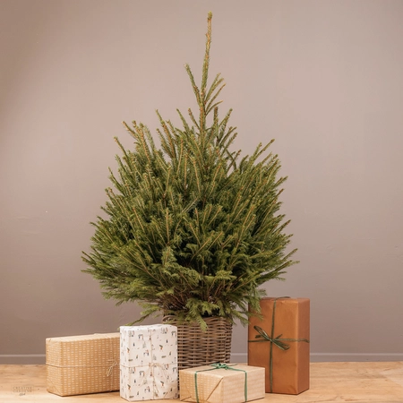 Potted Real Christmas Tree