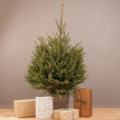 Potted Real Christmas Tree