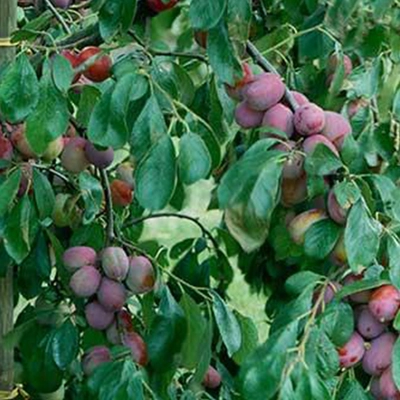 Prunus Domestica 'Victoria'