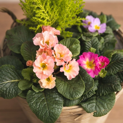 Rattan Spring Planter - image 2