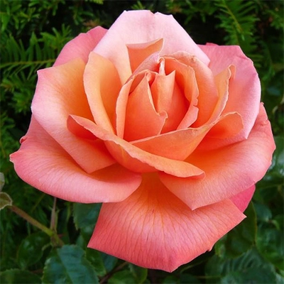 Rose Trioka