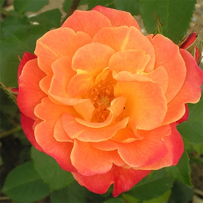 Rose Westerland