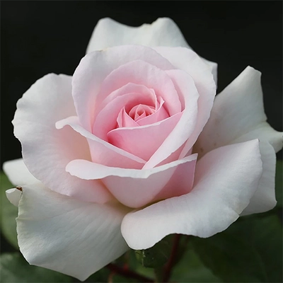 Rose Whiter shade of Pale