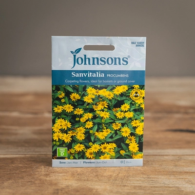 Sanvitalia Procumbens - image 1