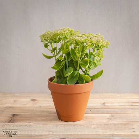 Sedum 'Herbstfreude' Autumn Joy