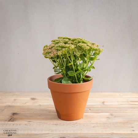 Sedum Spectabile 'Brilliant'