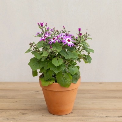Senetti - Mixed Colours - image 1