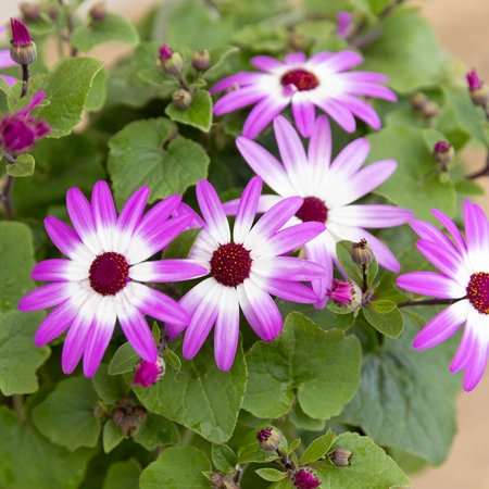 Senetti - Mixed Colours - image 2