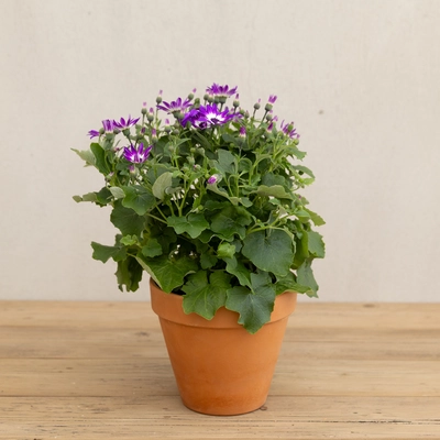 Senetti - Mixed Colours - image 3