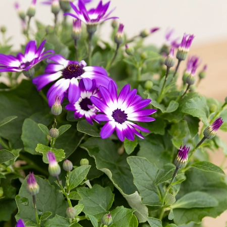 Senetti - Mixed Colours - image 4